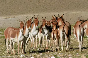 Indians: Kiang / Tibetan Wild Ass - female, yearling and foal group