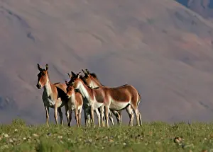 Indians: Kiang / Tibetan Wild Ass - female and foals