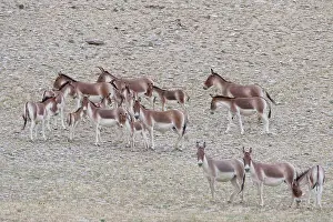 Indians: Kiang / Tibetan Wild Ass - female and foals