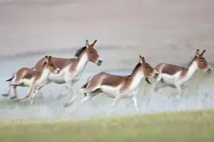 Indians: Kiang / Tibetan Wild Ass - female and foals on