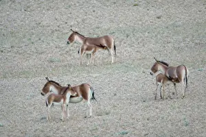 Joanna Van Gruisen: Kiang / Tibetan Wild Ass - female and foals feeding