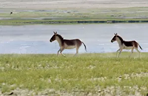Indians: Kiang / Tibetan Wild Ass - female and yearling