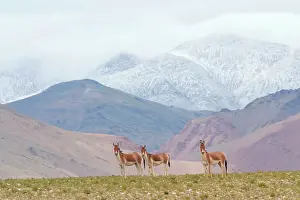 Indians: Kiang / Tibetan Wild Ass - female and yearling