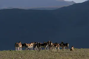 Indians: Kiang / Tibetan Wild Ass - female and yearling group