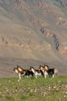 Indians: Kiang / Tibetan Wild Ass - female and yearling group