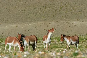 Braying: Kiang / Tibetan Wild Ass - females with rutting