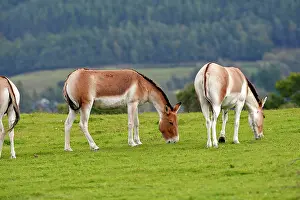 Kiang: Kiang / Tibetan Wild Ass - grazing