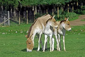 Kiang: Kiang / Tibetan Wild Ass - grazing adult with two young