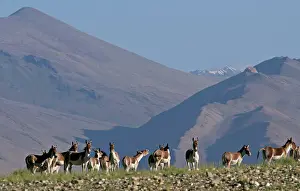 Indians: Kiang / Tibetan Wild Ass - group