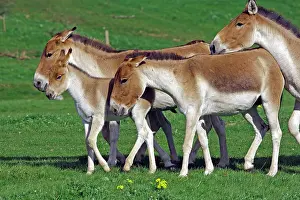Kiang: Kiang / Tibetan Wild Ass - group