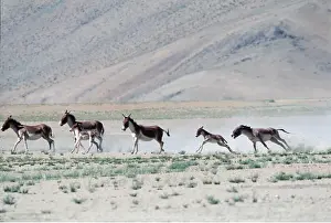 Asses: Kiang / Tibetan Wild Ass - male chasing wild foals