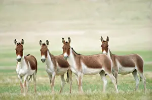 Asses: Kiang / Tibetan Wild Ass - male group