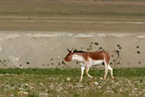 Kiang: Kiang / Tibetan Wild Ass - Male rutting