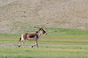 Indians: Kiang / Tibetan Wild Ass - male in the rutting season
