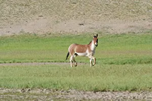 Indians: Kiang / Tibetan Wild Ass - male in the rutting season