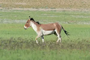 Indians: Kiang / Tibetan Wild Ass - male in the rutting season