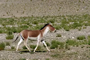 Indians: Kiang / Tibetan Wild Ass - male in the rutting season