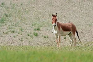 Indians: Kiang / Tibetan Wild Ass - male in the rutting season