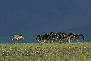 Indians: Kiang / Tibetan Wild Ass - rutting male herding