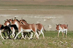 Indians: Kiang / Tibetan Wild Ass - rutting male herding