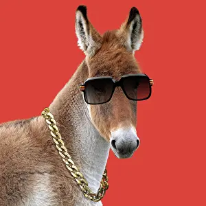Spectacles: Kiang / Tibetan Wild Ass wearing sun glasses and