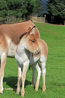 Kiang: Kiang / Tibetan Wild Ass - young
