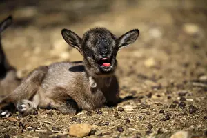 Bleating: Kid bleating France