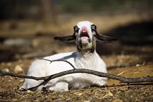 Bleating: Kid bleating France