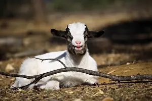 Earthes: Kid at rest