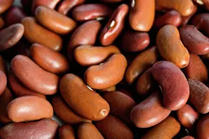Kidney: Kidney Bean