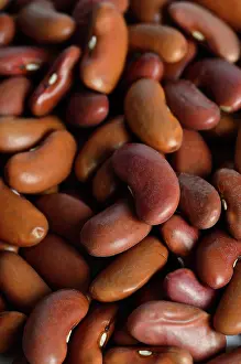 Kidney: Kidney Bean