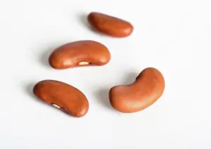 Kidney: Kidney Bean