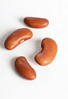 Kidney: Kidney Bean