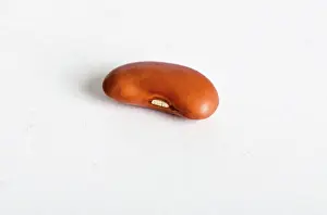 Kidney: Kidney Bean