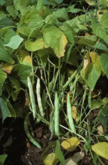 Kidney: Kidney bean plant in mature pod