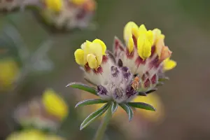 Vulneraria: Kidney Vetch - in flower