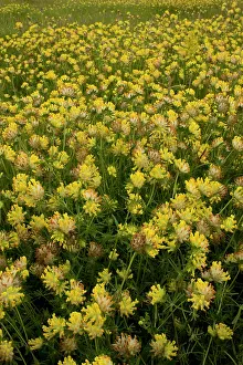 Vulneraria: Kidney-vetch - in flower in masses