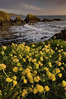 Vulneraria: Kidney Vetch - masses in spring