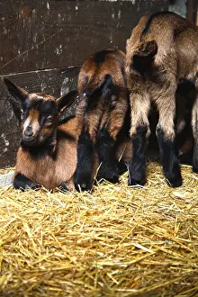 Kids: Kids on straw France