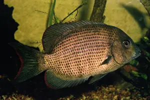 Cichlids: Kieners Cichlid