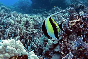 051218: Kihikihi, Hawaiian for Moorish Idol (Zanclus cornutus)