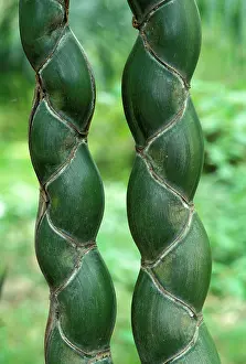 Phyllostachys: Kikko - rare and appreciated variety of bamboo