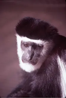 Colobus: KIKUYU COLOBUS MONKEY