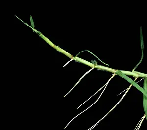 Adventitious: Kikuyugrass Leaf, Culm & Root