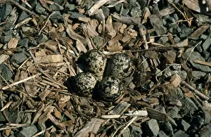 Killdeer: Kildeer Nest
