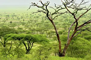 Acacias: Kilimatiti plains with Acacias
