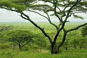 Acacias: Kilimatiti plains with Acacias
