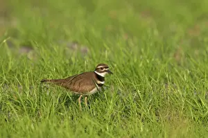 Killdeer: Killdeer