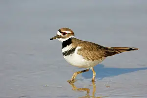 Killdeer: Killdeer
