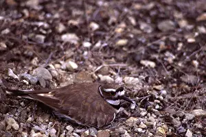 Killdeer: Killdeer